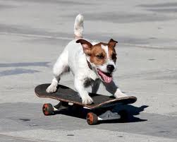 SkateboardDog.jpg